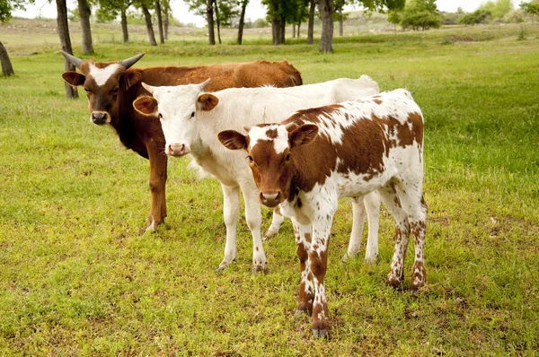 Young Longhorn Colors — Stock Photo, Image