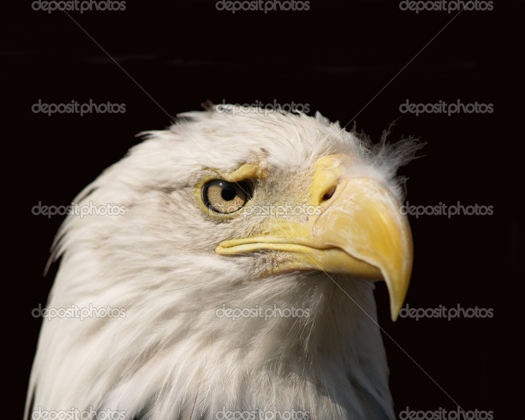 Eagle Eye Stockbild Eagle Eye Stockbild