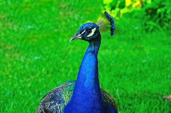 Pfau-Profil — Stockfoto