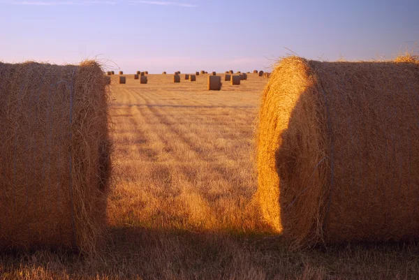 Campo de feno — Fotografia de Stock