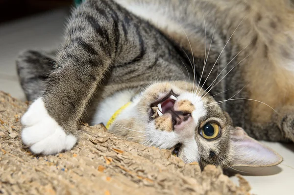 Katt leker med scratcher — Stockfoto