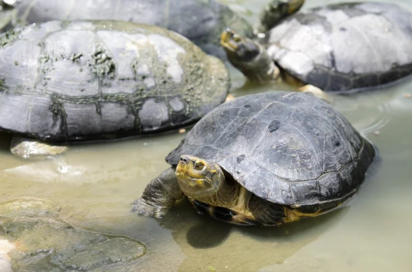 Thailändische Schildkröte — Stockfoto