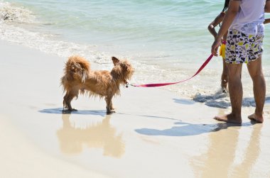 Köpek kumsalda oynuyor.