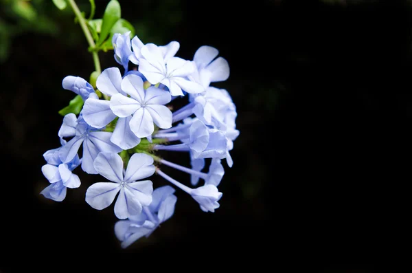 izole siyah arka plan üzerinde güzel mavi çiçekler