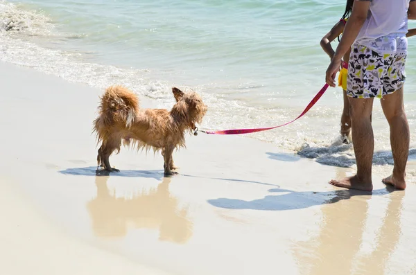 Köpek kumsalda oynuyor.