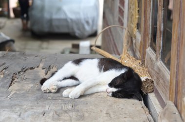 Uyuyan siyah beyaz kedi