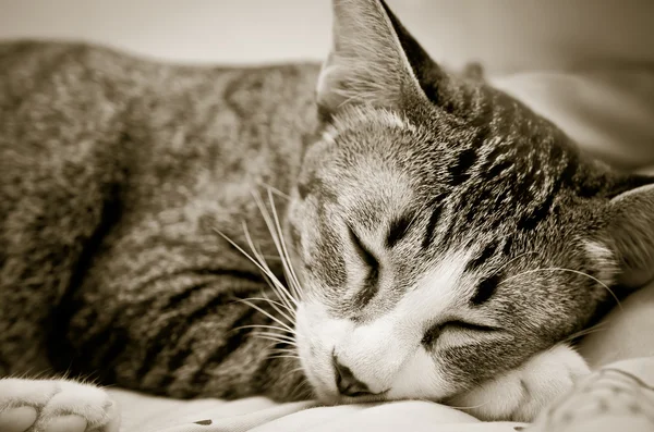 幸せな睡眠猫 — ストック写真