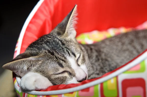 Kırmızı kedi yatakta uyuyan tabby yavru kedi