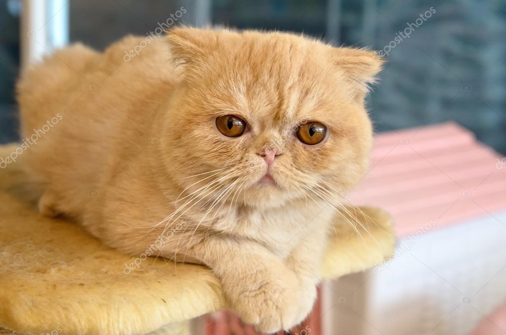Pictures Cat Towers Orange Exotic Shorthair On A Cat Condo