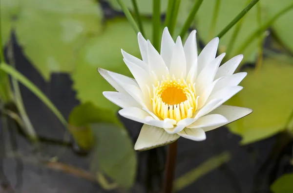 Gölette beyaz nilüfer çiçeği