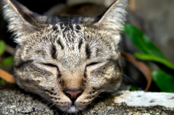 寝てるタビー猫 — ストック写真