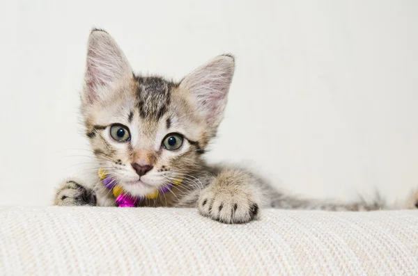 sevimli küçük tabby yavru kedi