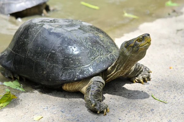 tatlı su kaplumbağası