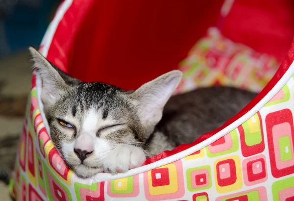 Kırmızı kedi yatakta uyuyan tabby yavru kedi