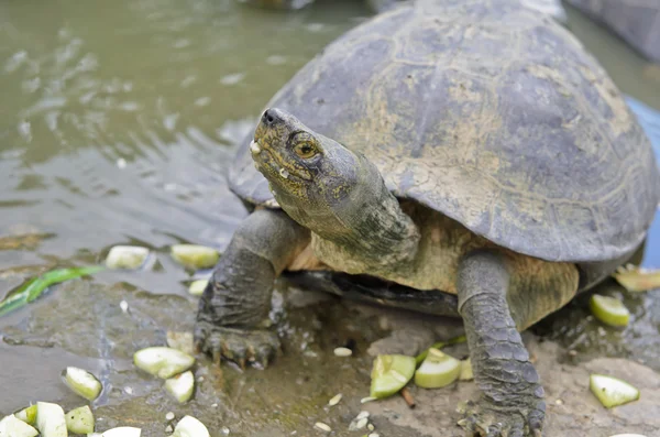 Tortue dans un étang mangeant du concombre — Photo