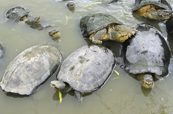 Schildkröten warten in einem Teich auf Nahrung — Stockfoto