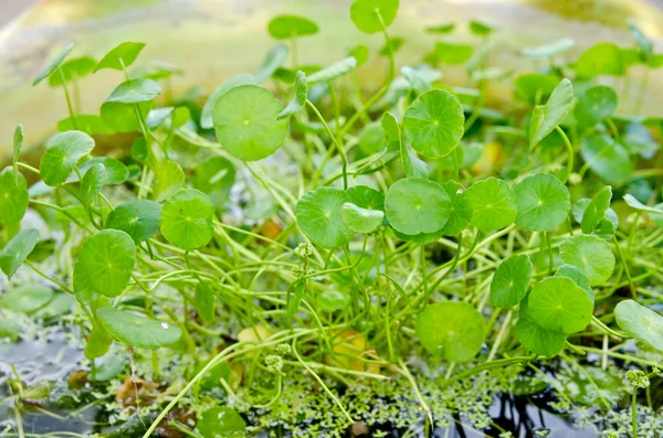 Centella asiatica tıbbi bitki