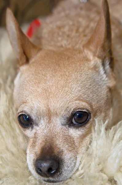 chihuahua köpek bakıyor