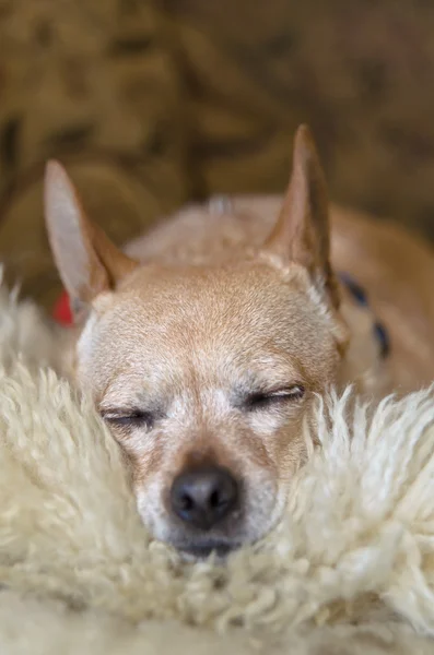 Sleeping Brown Chihuahua