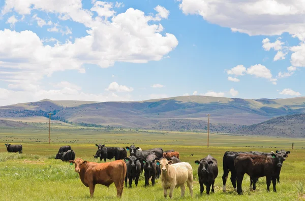 корів їсть траву у велике поле