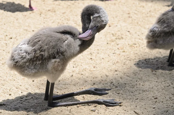 Bebek sırt kaşıma flamingo