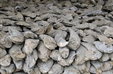 eski istiridye fosiller