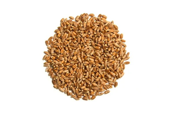 Kedi otu tohumu izole beyaz zemin üzerine