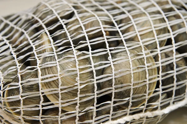 Čerstvé mušle v sáčku ze síťoviny mořské plody — Stock fotografie