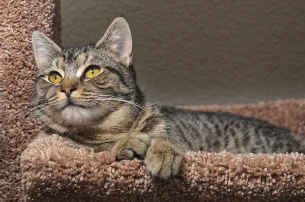 Grigio gatto tabby posa su morbido letto marrone — Foto Stock