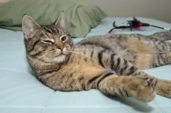 Tabby cat laying on bed — Stock Photo, Image