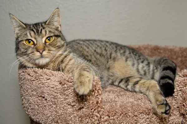 Gris tabby gato tendido en suave cama marrón Fotos de stock libres de derechos