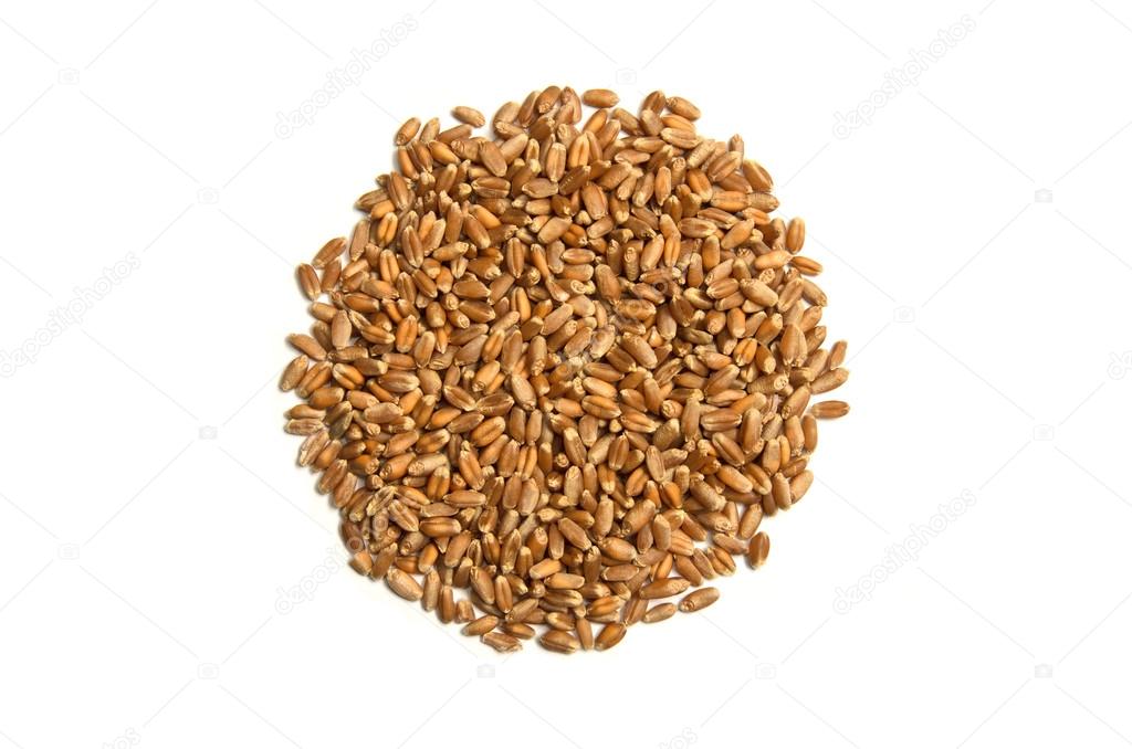 Kedi otu tohumu izole beyaz zemin üzerine — Stok Foto © jeepsfotobox