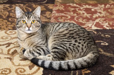 Halı döşeme gri tekir kedi