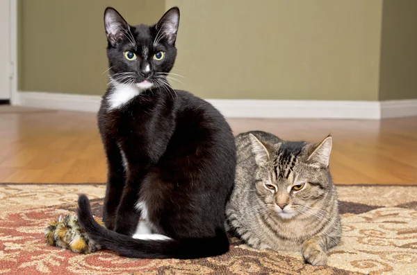 Смокинг и тэбби-кошки играют вместе — стоковое фото