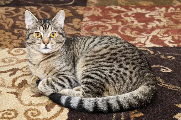 Abu-abu kucing tabby berbaring di karpet — Stok Foto