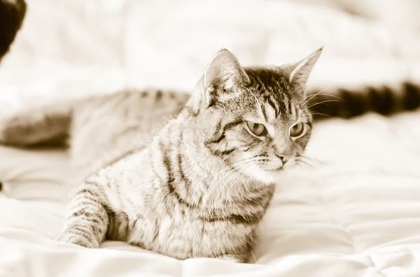 yatakta sepya gri tekir kedi