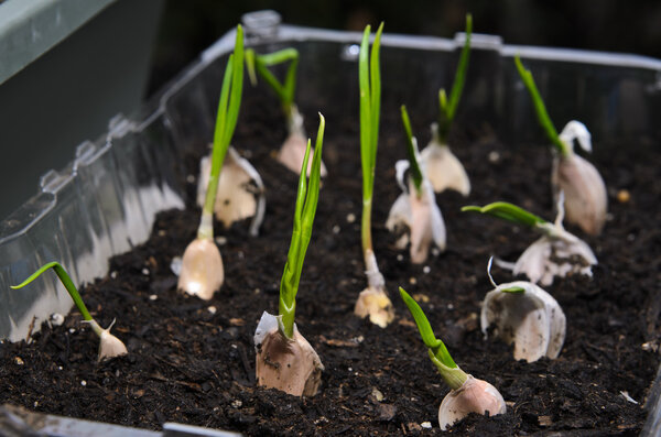 Growing garlic in a small pot