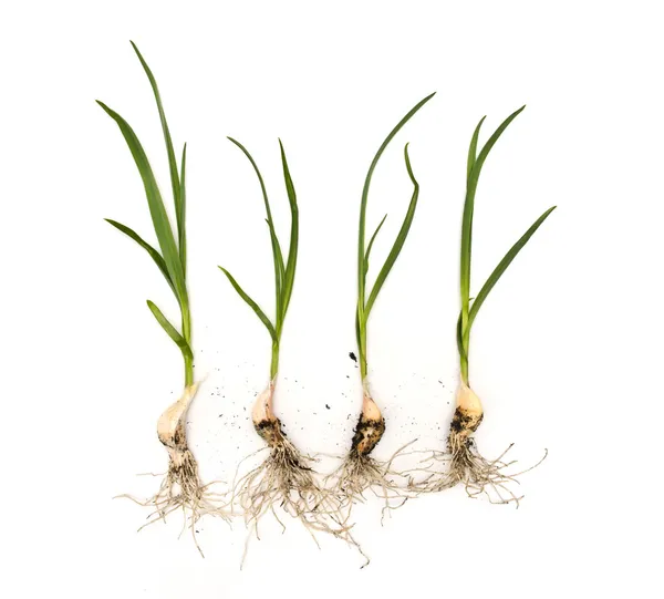 大蒜植物与孤立的白色背景上的根 免版税图库照片