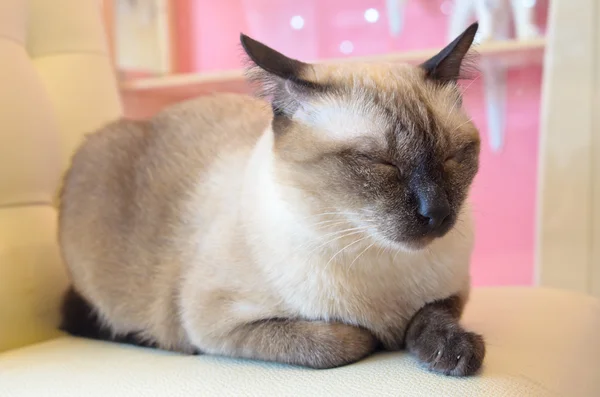 Gatito siamés durmiendo sobre la mesa — Foto de Stock