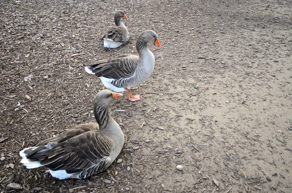 Les oiseaux aquatiques et le lac — Photo