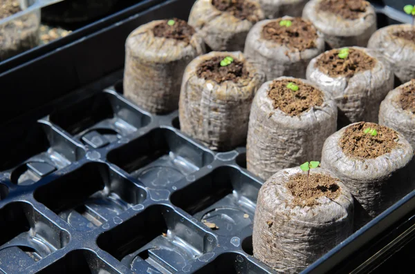 Çeşitli fesleğen turba briketler lahanası