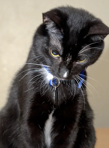 Sød sort og hvid smoking kat sidder og kigger ned - Stock-foto