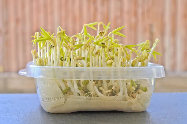 Growing bean sprouts with wet tissue paper in kitchen storage — Stock Photo, Image