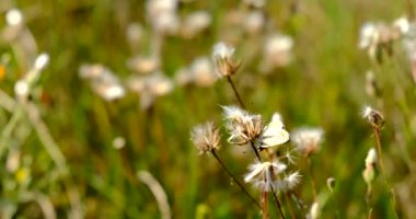 Yakın çekim videoda bir çift kelebeğin yaprak üzerinde ürediğini görüyoruz. Kelebekler birbirini kovalıyor..
