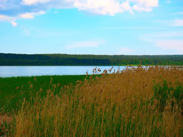 Sommaren sjö, skog och vissa gräs på stranden — Stockfoto