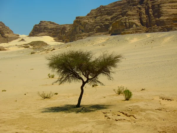 Albero solitario nel deserto — Foto Stock