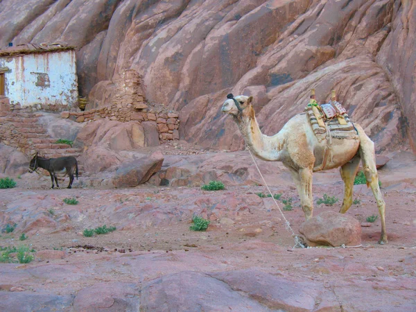 Camello y burro en la montaña, Egipto — Foto de Stock