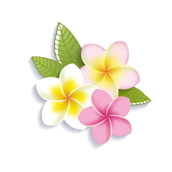 Flores de plumeria vetorial em um fundo branco — Vetor de Stock