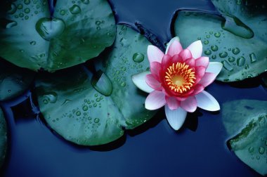 Brightly Colored Water Lily or Lotus Flower Floating on Deep Blue Water Pond clipart