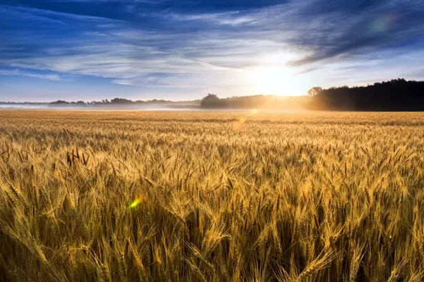 Misty napkelte felett egy Kansas arany búza mező kész betakarításra — Stock Fotó